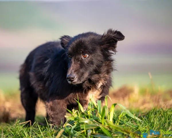 Znaleziono psa, Racławice, 25 listopada 2025 (4/5)
