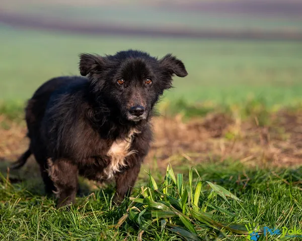 Znaleziono psa, Racławice, 25 listopada 2025 (5/5)