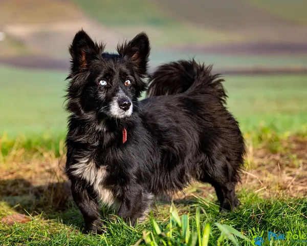 Znaleziono psa, Racławice, 25 listopada 2025 (1/5)