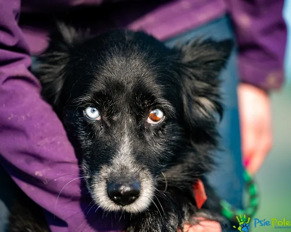 Znaleziono psa, Racławice, 25 listopada 2025 (4/5)