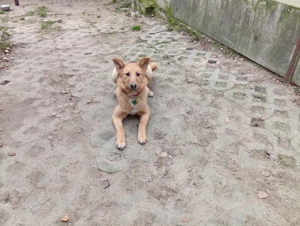 Pies do adopcji, Milanówek, 3 grudnia 2025