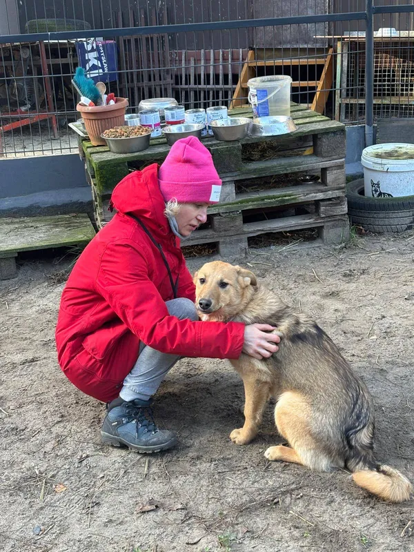 Pies do adopcji, Milanówek, 3 stycznia 2026 (3/5)