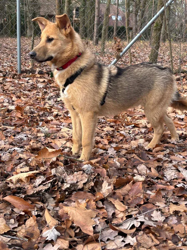 Pies do adopcji, Milanówek, 3 stycznia 2026 (4/5)