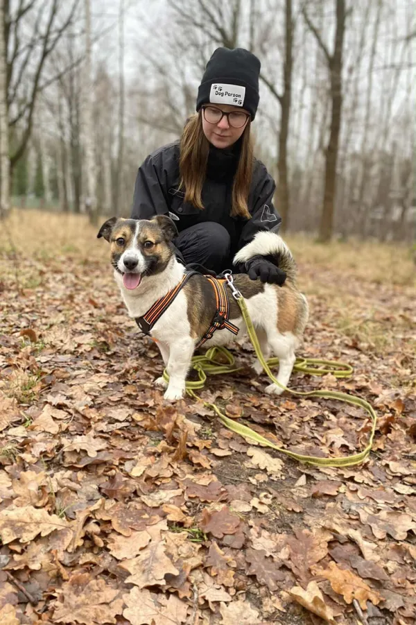 Pies do adopcji, Milanówek, 3 grudnia 2025 (1/4)