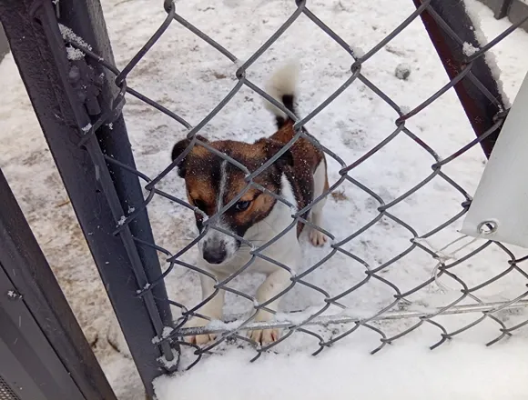 Pies do adopcji, Milanówek, 3 grudnia 2025 (4/4)