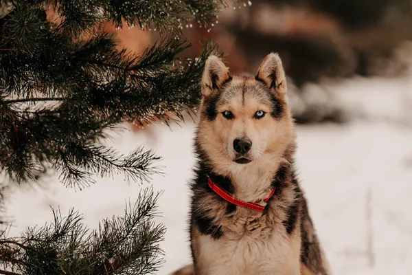 Pies do adopcji, Czartki, 3 grudnia 2025 (1/5)