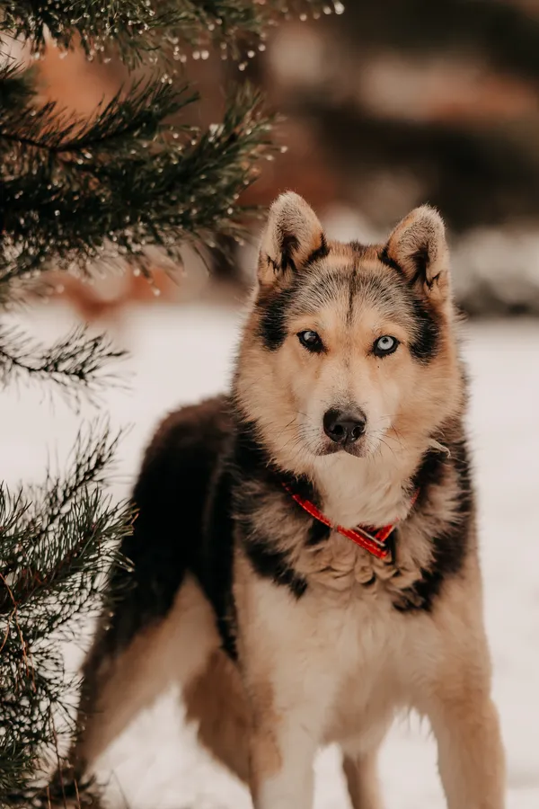 Pies do adopcji, Czartki, 3 grudnia 2025 (4/5)