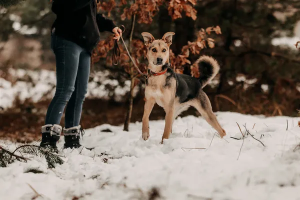 Pies do adopcji, Czartki, 3 grudnia 2025 (2/5)