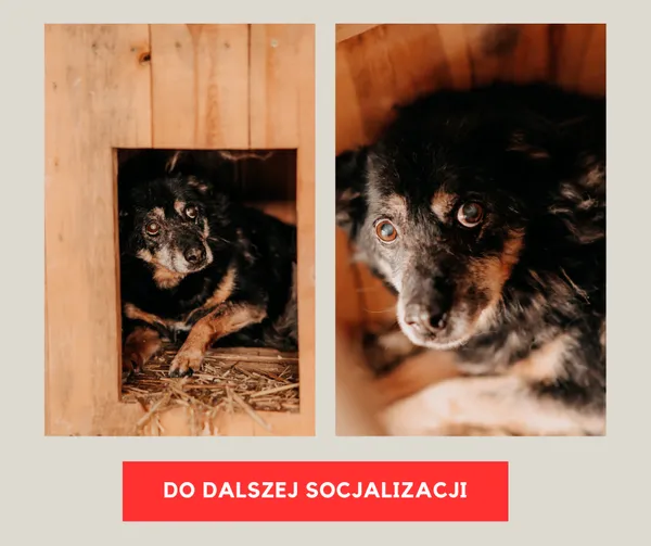 Pies do adopcji, Czartki, 3 grudnia 2025