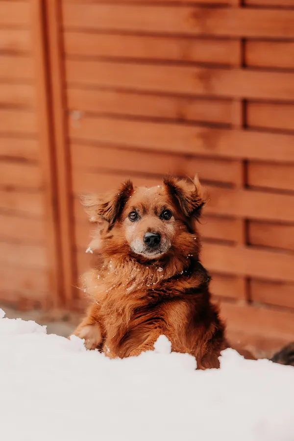 Pies do adopcji, Czartki, 3 grudnia 2025 (3/5)