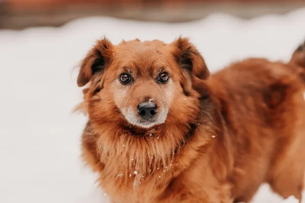 Pies do adopcji, Czartki, 3 grudnia 2025 (5/5)