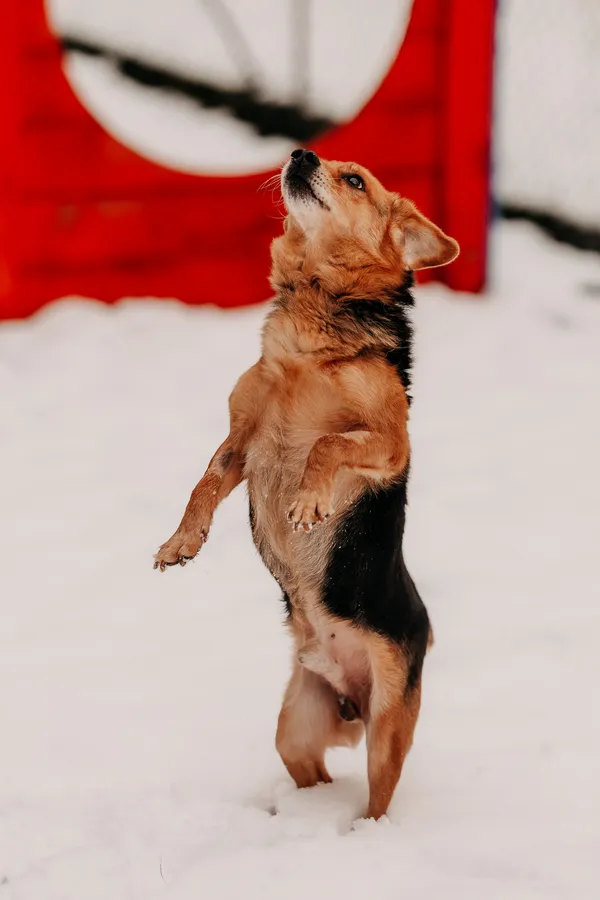 Pies do adopcji, Czartki, 3 grudnia 2025 (1/5)