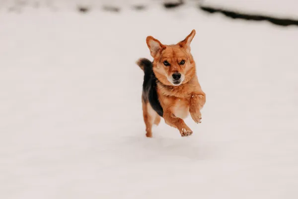 Pies do adopcji, Czartki, 3 grudnia 2025 (4/5)