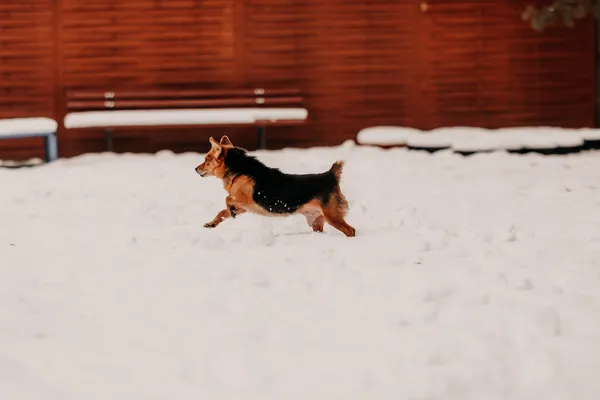 Pies do adopcji, Czartki, 3 grudnia 2025 (5/5)