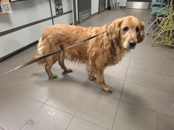 Znaleziono psa, Bydgoszcz, 2 grudnia 2025