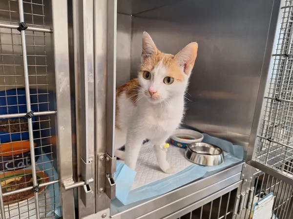 Znaleziono kota, Bydgoszcz, 1 grudnia 2025