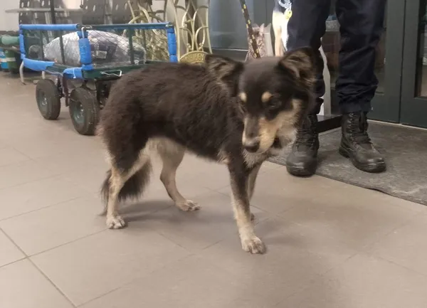 Znaleziono psa, Bydgoszcz, 30 listopada 2025