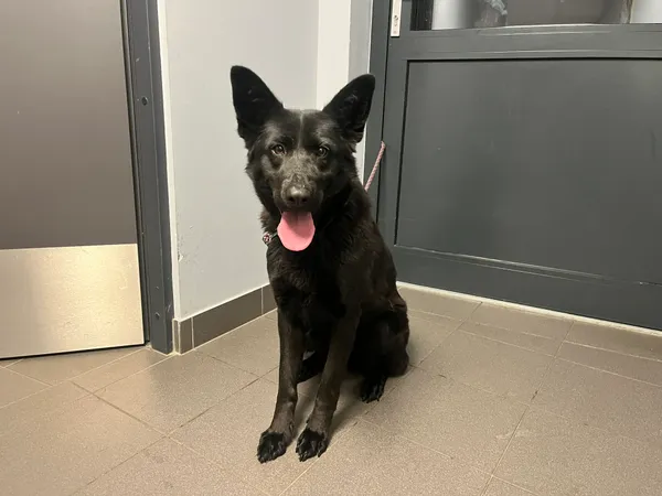 Znaleziono psa, Bydgoszcz, 26 listopada 2025