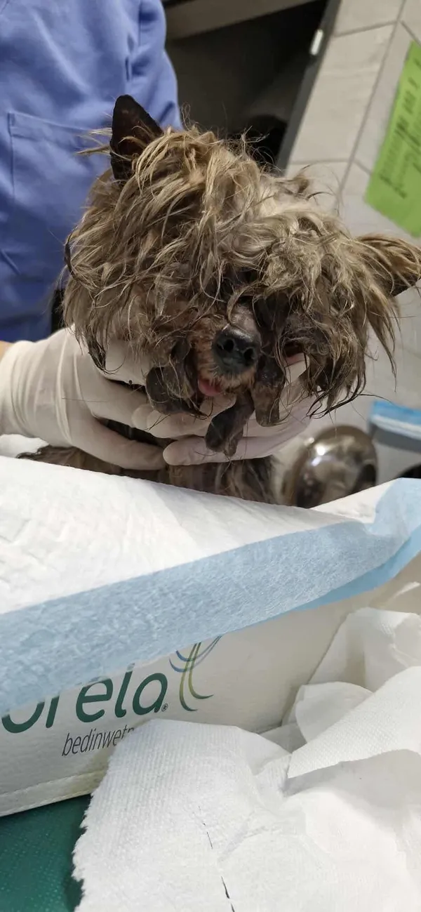 Znaleziono psa, Sosnowiec, 2 grudnia 2025 (2/2)