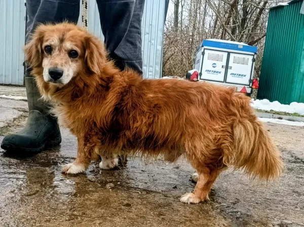 Znaleziono psa, Pieckowo, 3 grudnia 2025 (1/2)