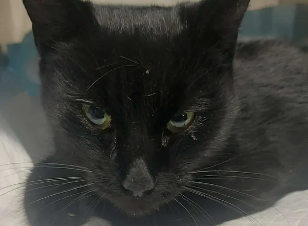 Znaleziono kota, Bydgoszcz, 27 listopada 2025