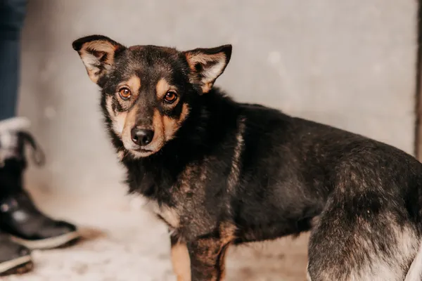 Pies do adopcji, Czartki, 3 grudnia 2025 (2/5)