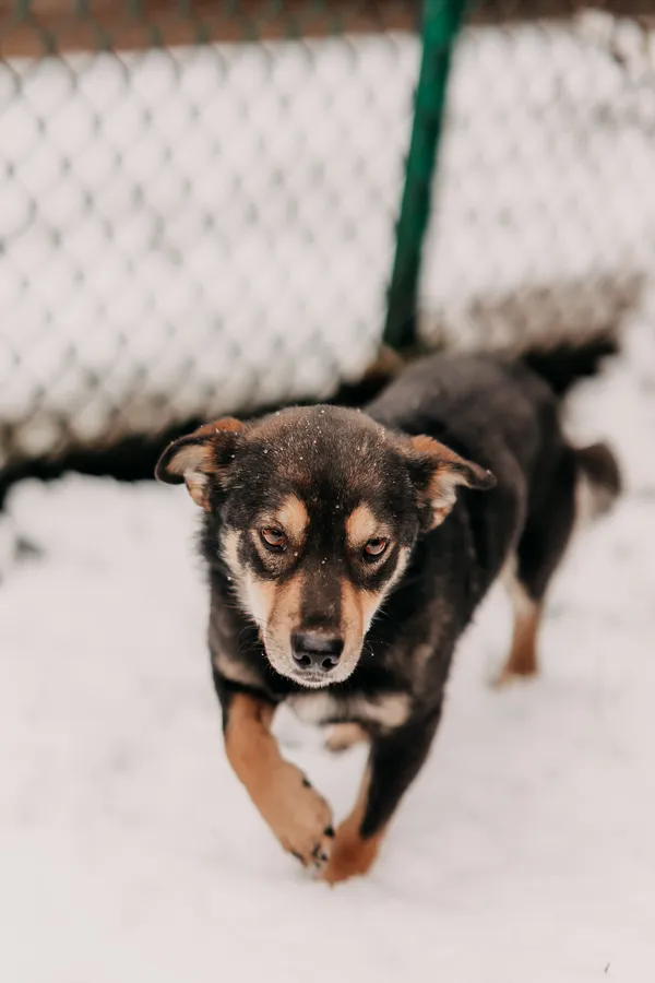 Pies do adopcji, Czartki, 3 grudnia 2025 (4/5)