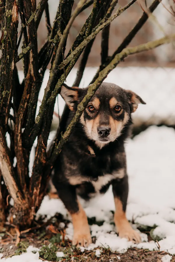 Pies do adopcji, Czartki, 3 grudnia 2025 (5/5)