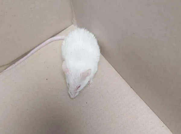 Znaleziono zwierzę, Bydgoszcz, 28 listopada 2025