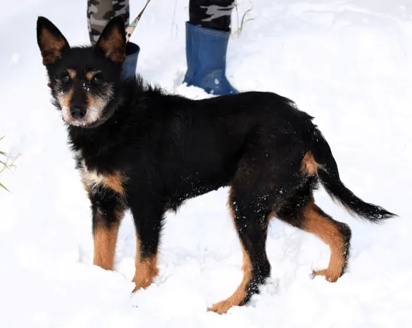 Znaleziono psa, Pieckowo, 4 grudnia 2025 (1/3)