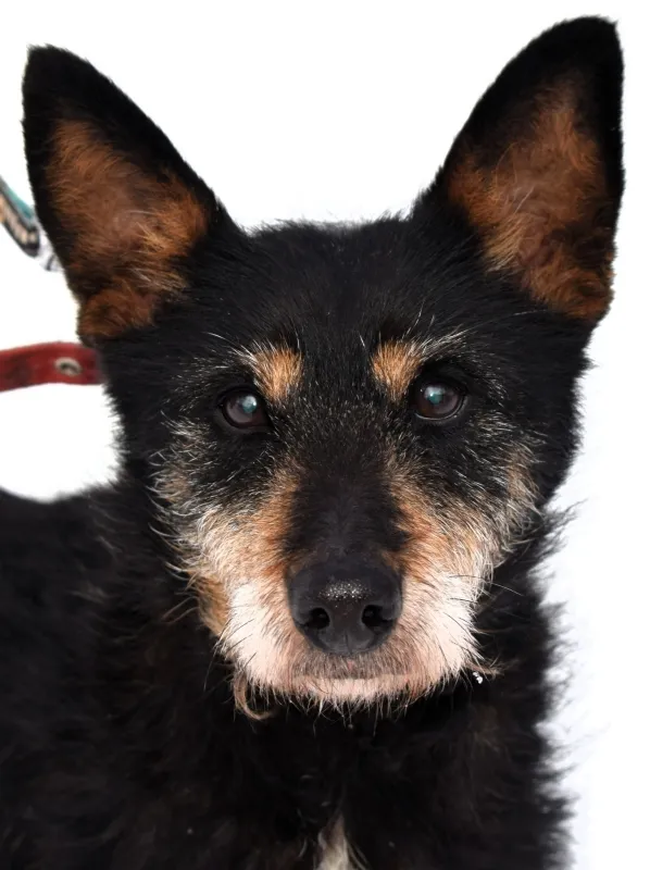 Znaleziono psa, Pieckowo, 4 grudnia 2025 (3/3)