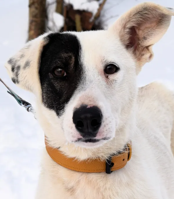 Znaleziono psa, Pieckowo, 4 grudnia 2025 (2/4)