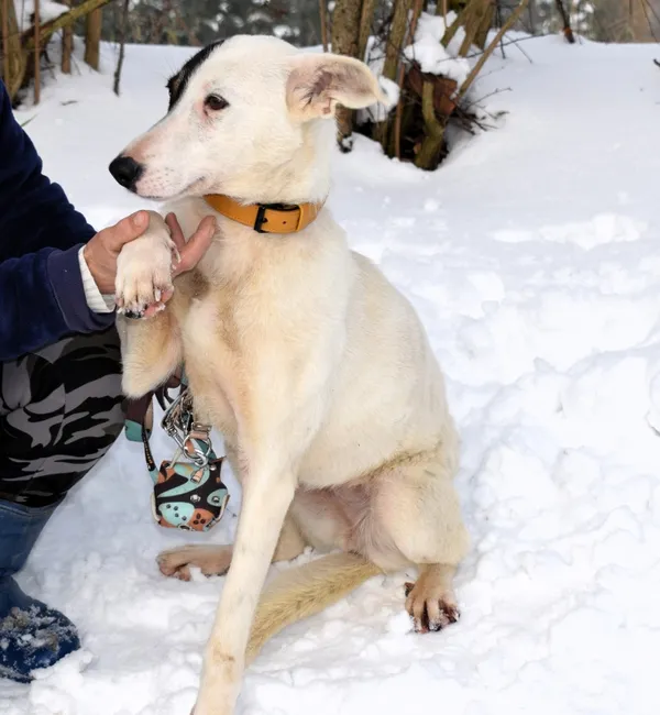 Znaleziono psa, Pieckowo, 4 grudnia 2025 (3/4)