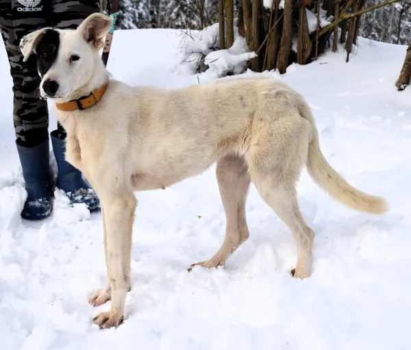 Znaleziono psa, Pieckowo, 4 grudnia 2025 (4/4)