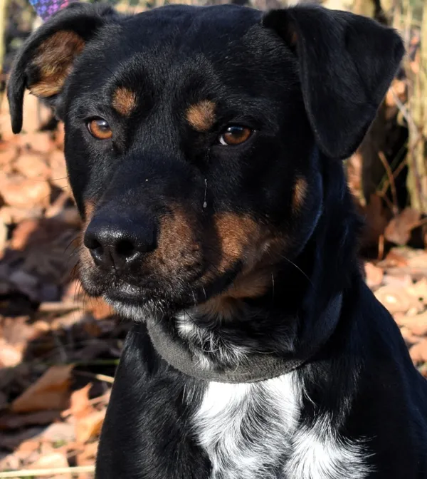 Znaleziono psa, Pieckowo, 4 grudnia 2025 (3/3)