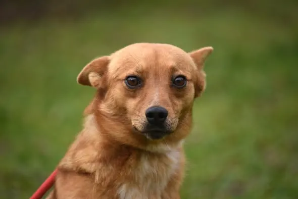 Pies do adopcji, Ropczyce, 4 grudnia 2025