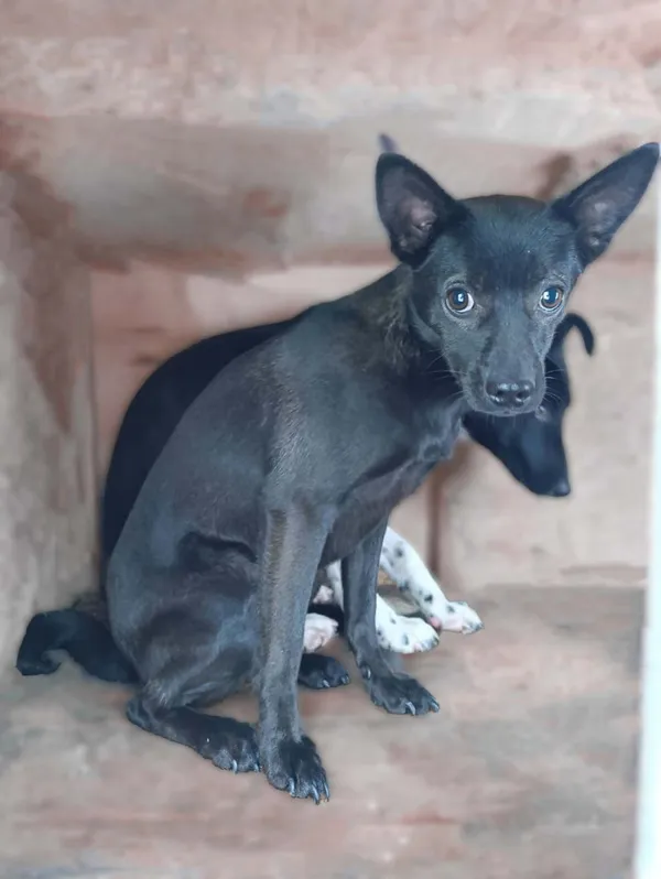 Pies do adopcji, Bełchatów, 11 grudnia 2024 (1/2)