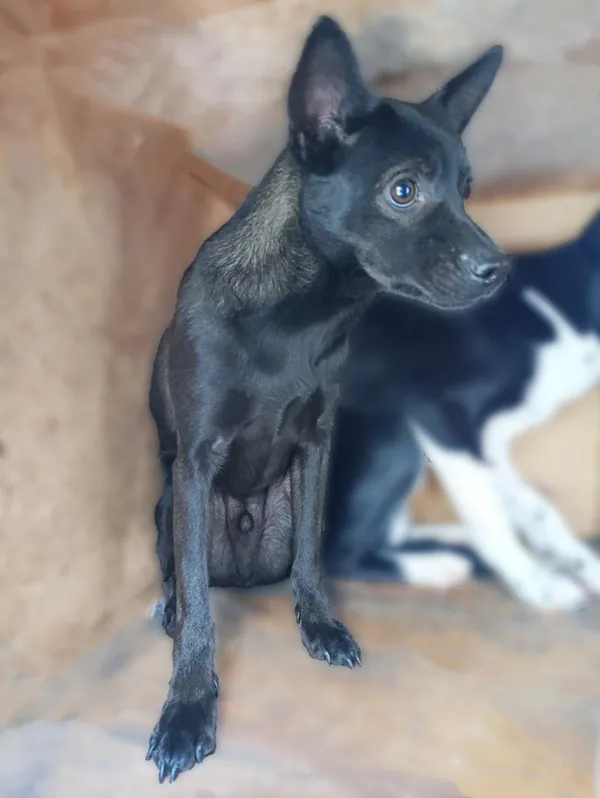 Pies do adopcji, Bełchatów, 11 grudnia 2024 (2/2)