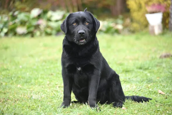 Pies do adopcji, Ropczyce, 4 grudnia 2025