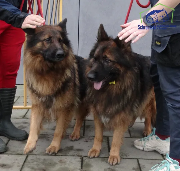 Znaleziono psa, Szczecin, 4 grudnia 2025