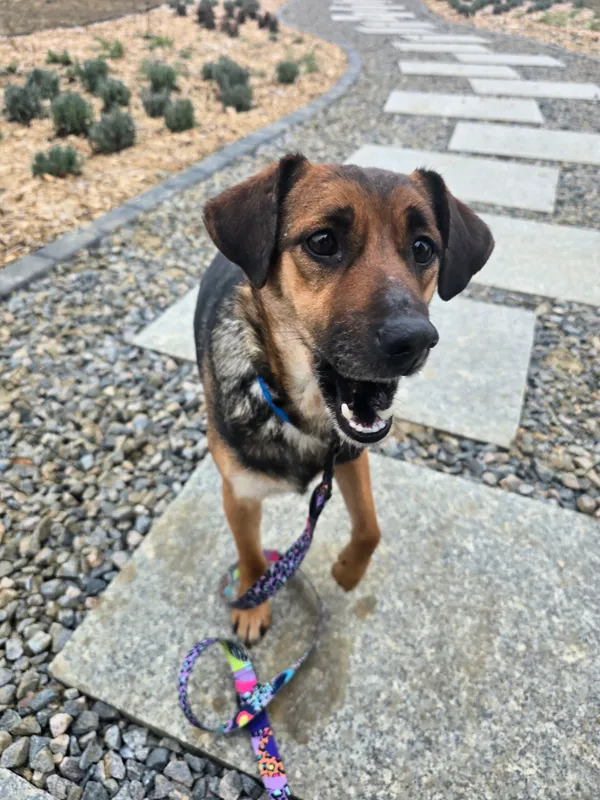 Znaleziono psa, Szczecin, 3 grudnia 2025 (3/4)