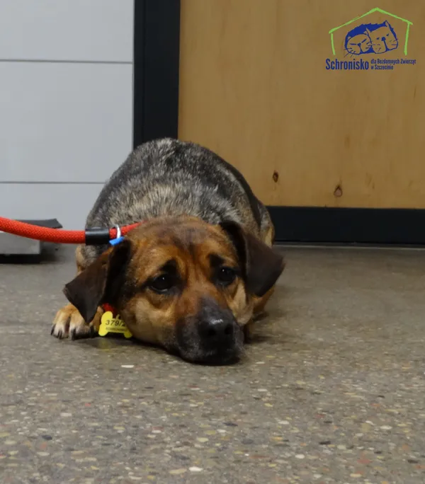 Znaleziono psa, Szczecin, 3 grudnia 2025 (4/4)