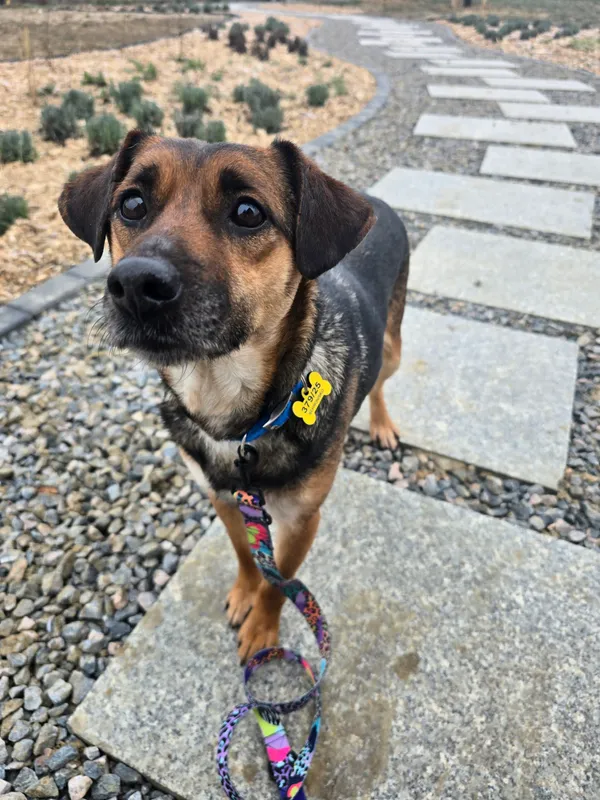 Znaleziono psa, Szczecin, 3 grudnia 2025 (1/4)