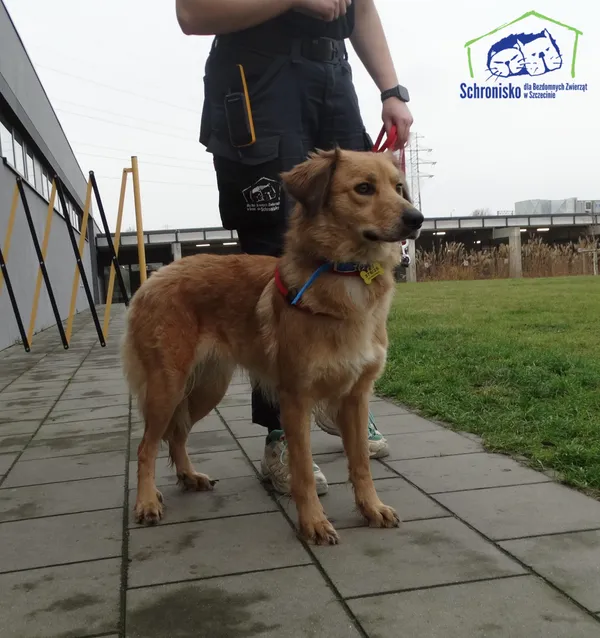 Znaleziono psa, Szczecin, 3 grudnia 2025 (1/2)