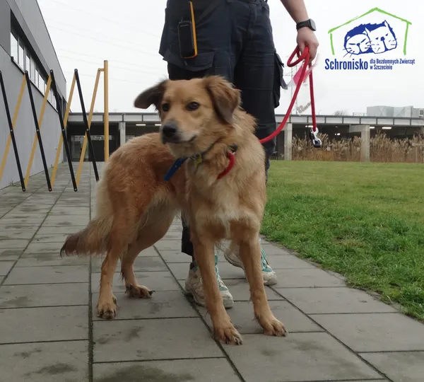 Znaleziono psa, Szczecin, 3 grudnia 2025 (2/2)