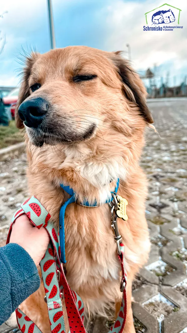 Znaleziono psa, Szczecin, 3 grudnia 2025 (1/5)