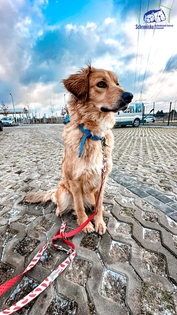 Znaleziono psa, Szczecin, 3 grudnia 2025 (2/5)