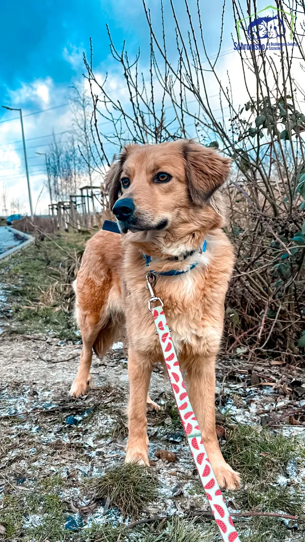 Znaleziono psa, Szczecin, 3 grudnia 2025 (3/5)