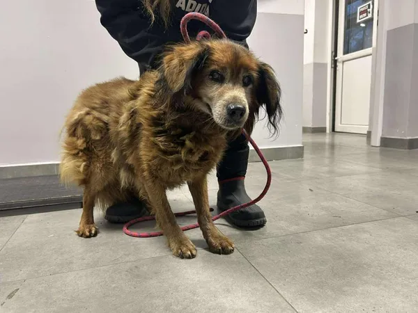 Znaleziono psa, Toruń, 3 grudnia 2025