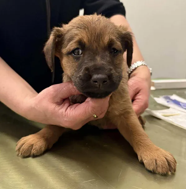 Znaleziono psa, Lublin, 3 grudnia 2025